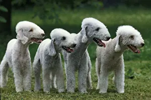Breed Of Dog: BEDLINGTON TERRIER, GROUP OF ADULTS ON GRASS