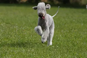 Turfs: Bedlington-Terrier running in the meadow