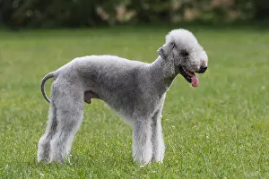 Turfs: Bedlington-Terrier standing in the meadow