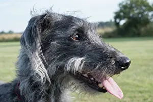 Whippet: Bedlington Terrier x Whippet cross