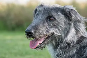 Whippet: Bedlington Terrier x Whippet cross