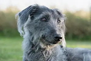 Whippet: Bedlington Terrier x Whippet cross