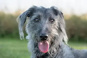 Whippet: Bedlington Terrier x Whippet cross