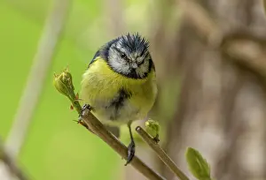Bedraggled: Bedraggled wet Blue tit, Cyanistes caeruleus, in the rain