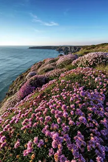 Stacks: Bedruthan Steps - Sunset - Thrift Flowers - Cornwall