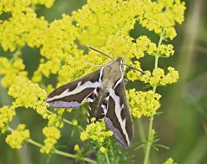 Hawkmoth: Bedstraw Hawkmoth - on bedstraw