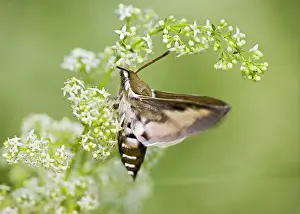 Gallii: Bedstraw Hawkmoth - in flight over bedstraw