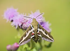 Gallii: Bedstraw Hawkmoth - on flower