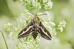 Gallii: Bedstraw Hawkmoth - resting on bedstraw