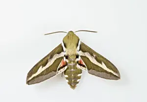 Gallii: Bedstraw Hawkmoth - white background