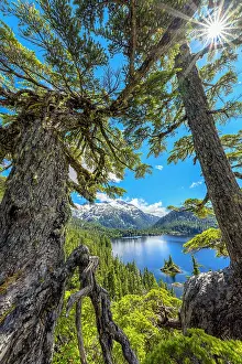Coniferales: Bedwell Lake, Strathcona Provincial Park. Protected