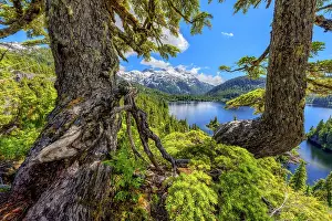 Coniferales: Bedwell Lake, Strathcona Provincial Park. Protected
