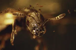 Macrophoto: Bee in Amber