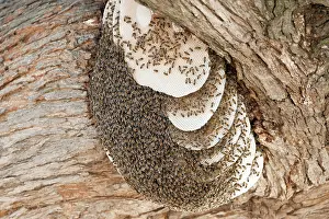 Beeswax: Bee
