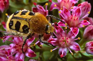 Fasciatus: Bee Beetle