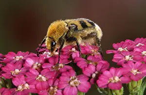Mimicry: Bee Beetle