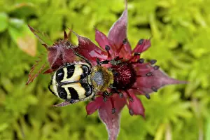 Potentilla: Bee beetle or bee chafer, feeding on marsh cinquefoil