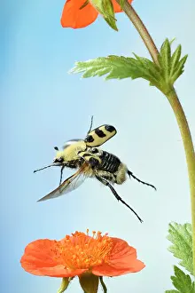 Spectacular: Bee beetle (Trichius fasciatus), in flight, on a