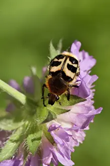 Fasciatus: Bee Beetle (Trichius fasciatus). Sweden in July