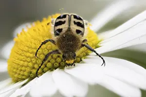 Center: A Bee beetle (Trichius gallicus) crawling on the large yellow centre of a daisy flower