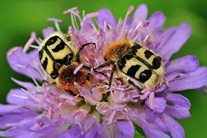 Fasciatus: Bee Beetle on widow flower