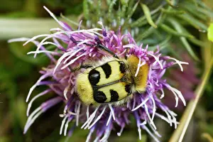Chafer: Bee chafer / Bee beetle - on a knapweed