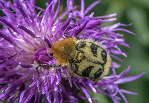 Bob Gibbons: Bee Chafer, Trichius fasciatus beetle feeding on