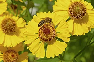 Nectar: Bee collecting nectar on common sneezeweed (Hele