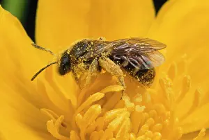 Marigolds: Bee - collecting pollen from Marsh Marigold