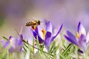 Bees: Bee, crocus blossom, early March, Germany