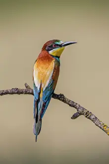 Eater: Bee Eater - European