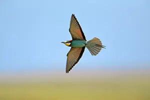 Alentejo: Bee-eater - in flight Castro Verde, Alentejo, Portugal