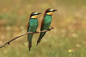 Eaters: Bee Eater male and female