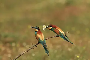 Eaters: Bee Eater male presenting butterfly prey to female