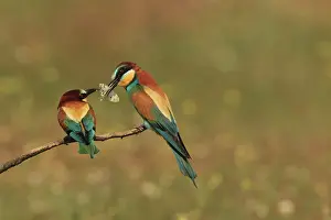 Eaters: Bee Eater male presenting butterfly prey to female