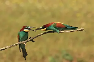 Eaters: Bee Eater male presenting insect prey to female
