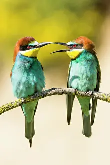 Eater: Bee-eater (Merops apiaster), animal pair sitting