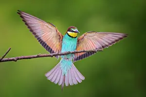 Merops: Bee-eater ( Merops apiaster) approaching, wing spreading
