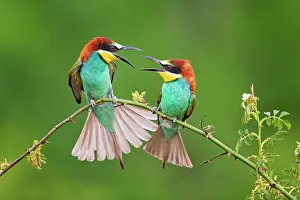 Merops: Bee-eater (Merops apiaster) couple at the courtship