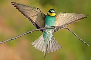 Merops: Bee-eater (Merops apiaster) flies with spread wings