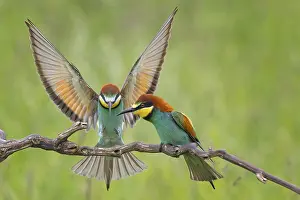 Imponation: Bee-eater (Merops apiaster) new resident in Saxony-Anhalt
