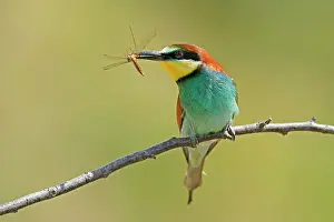 Merops: Bee-eater (Merops apiaster) with prey in his beak