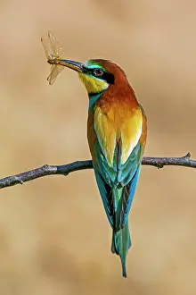 Merops: Bee-eater (Merops apiaster) with prey in his beak