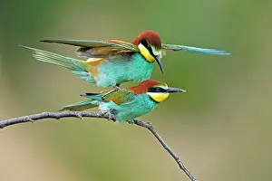 Merops: Bee-eater (Merops apiaster) sitting on a branch