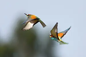 Behavoiur: Bee-eater - pair in courtship display in flight
