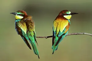 Backview: Bee-Eater - pair sitting on branch