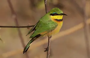 Edwards: Bee Eater posed on branch, Botswana, Africa