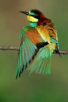Backview: Bee-Eater - sunbathing