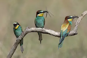 Eater: Bee Eaters - One Eating - Hungary