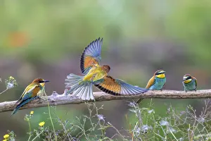 Branches: Four bee-eaters (Merops apiaster)